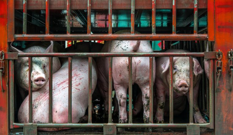 Giá heo hơi hôm nay 7/3: Tiếp tục tăng nhẹ tại Miền Nam