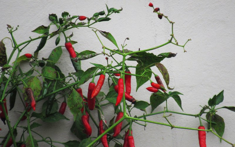 Giá ớt hôm nay 07/03/2024 cập nhật mới nhất