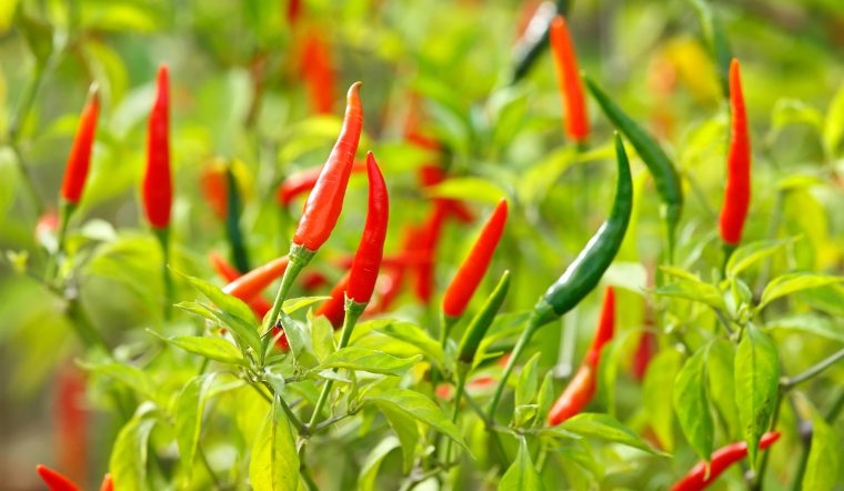 Giá ớt hôm nay 07/03/2024: Thị trường ổn định