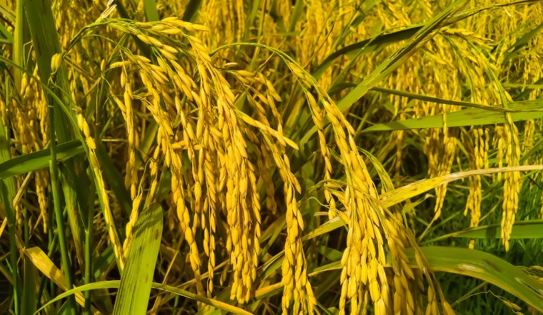 Giá lúa gạo hôm nay 07/3/2024: Tiếp tục ổn định