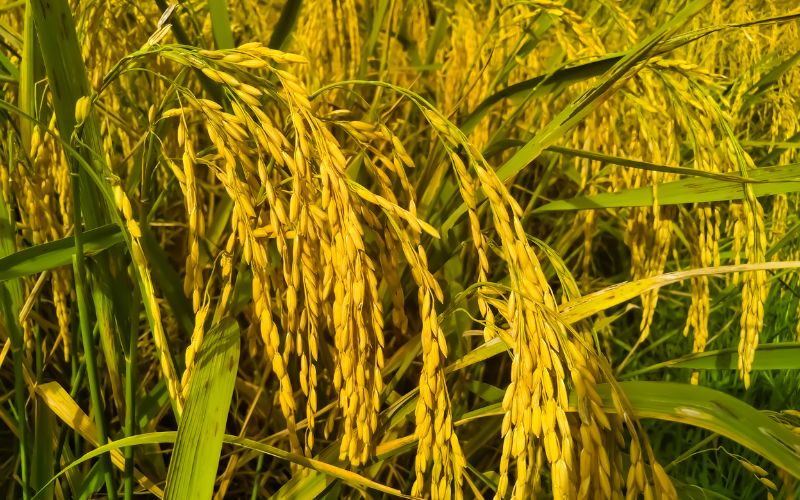 Giá lúa hôm nay 07/3