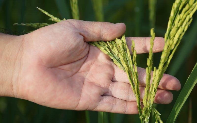 Giá lúa hôm nay 08/3