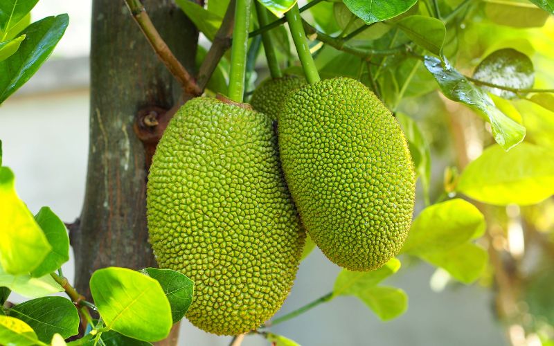 Giá mít Thái hôm nay 08/03