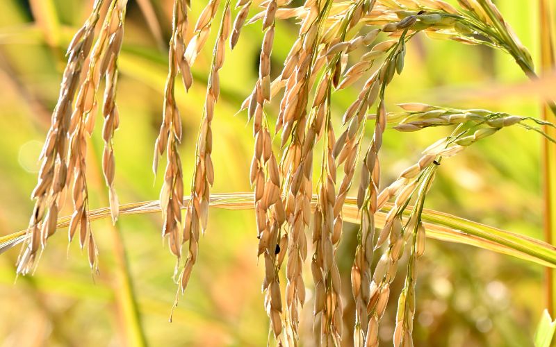 Giá lúa hôm nay 09/3