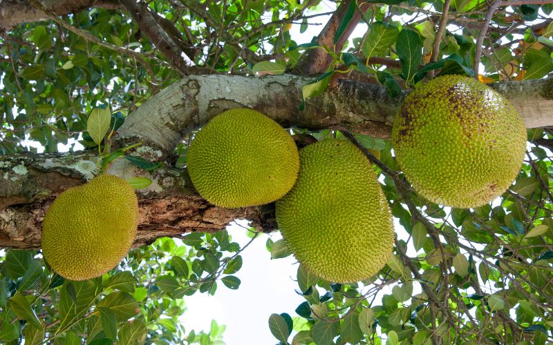 Cách làm nhánh cái cây mít Thái mau lớn, nuôi trái to tròn