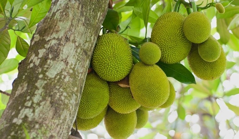 Giá mít Thái hôm nay 09/3/2024: Điều chỉnh tăng nhẹ