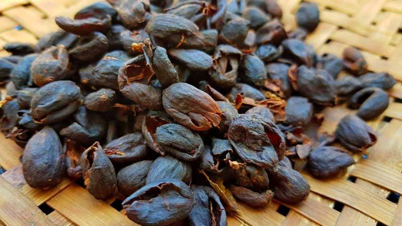 Lợi ích sức khỏe của trà cascara