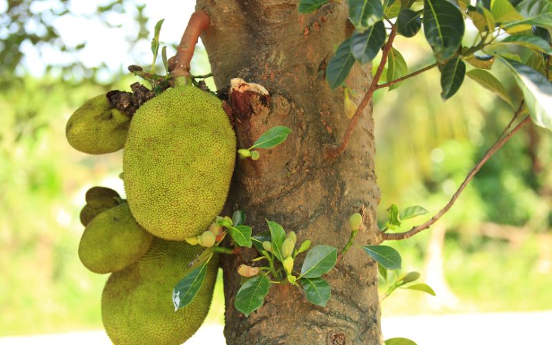 Cách đơn giản nhận biết trái mít già