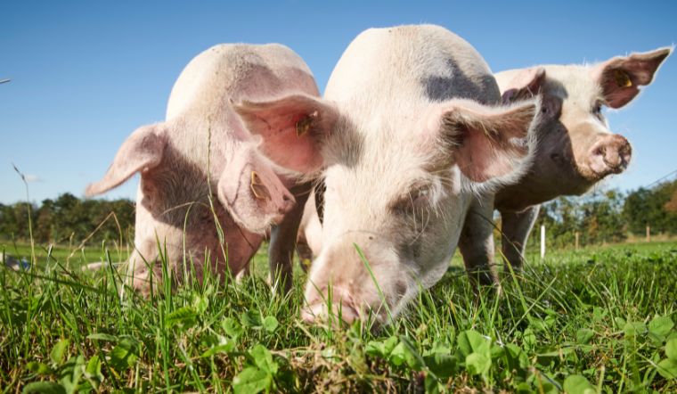 Giá heo hơi hôm nay 12/3: Tiếp tục tăng rải rác