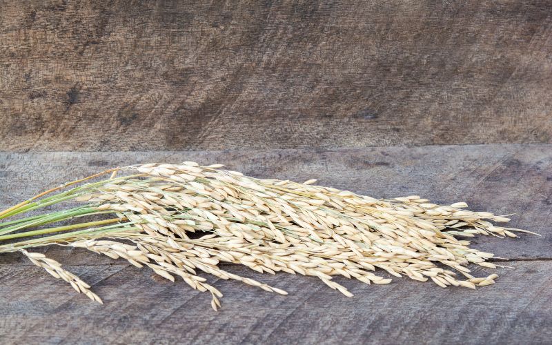 Giá lúa hôm nay 12/3