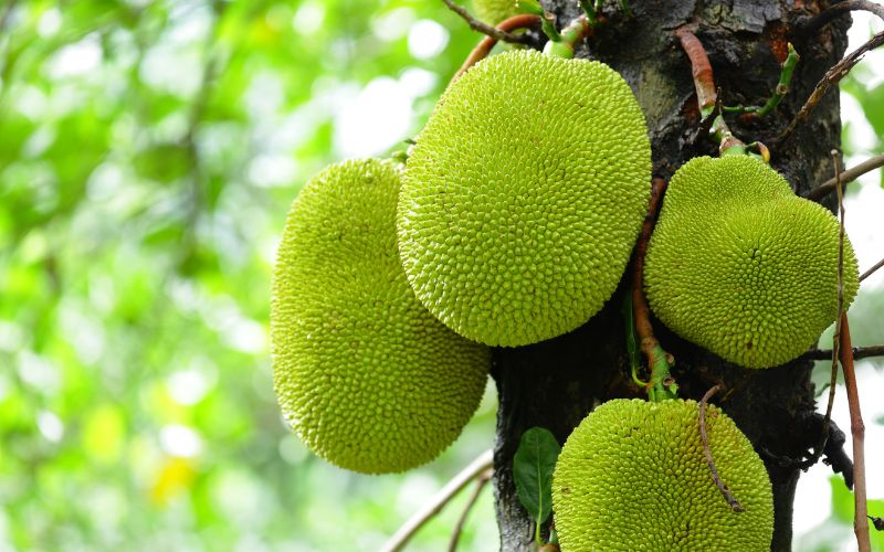 Cách tốt nhất trị xì mủ mít Thái