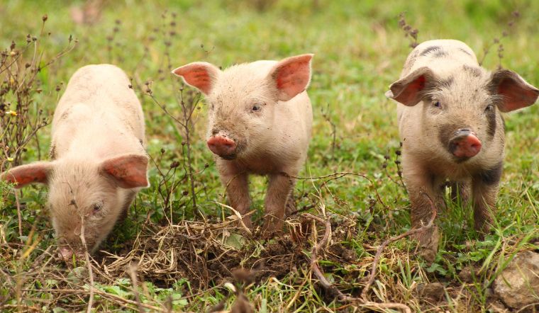 Giá heo hơi hôm nay 13/3: Tăng cao nhất 2.000 đồng/kg