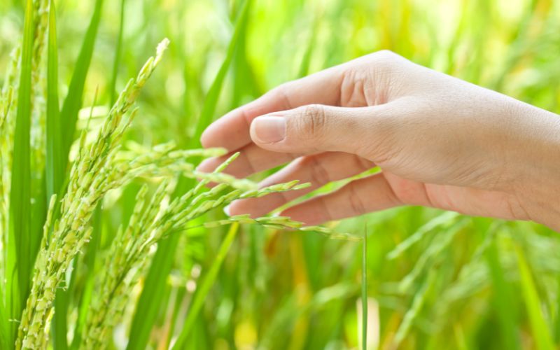 Giá lúa hôm nay 13/3