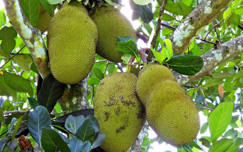 Vì sao phải cắt bỏ bớt bông mít Thái sau khi xử lý ra bông đồng loạt?