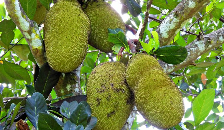 Giá mít Thái hôm nay 13/3/2024: Điều chỉnh giảm giá nhẹ