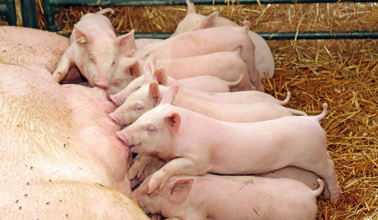 Giá heo hơi hôm nay 14/3: Tăng chạm mốc 60.000 đồng/kg