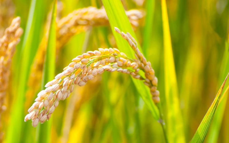 Giá lúa hôm nay 14/3