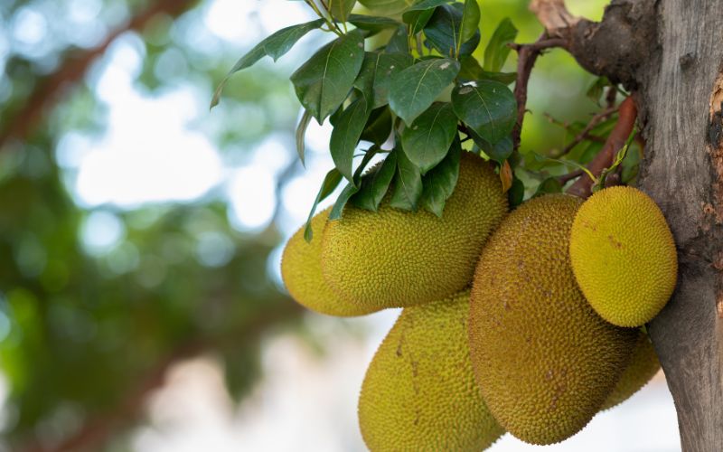 Nguyên nhân cây mít Thái chưa ra trái vẫn bị xì mủ