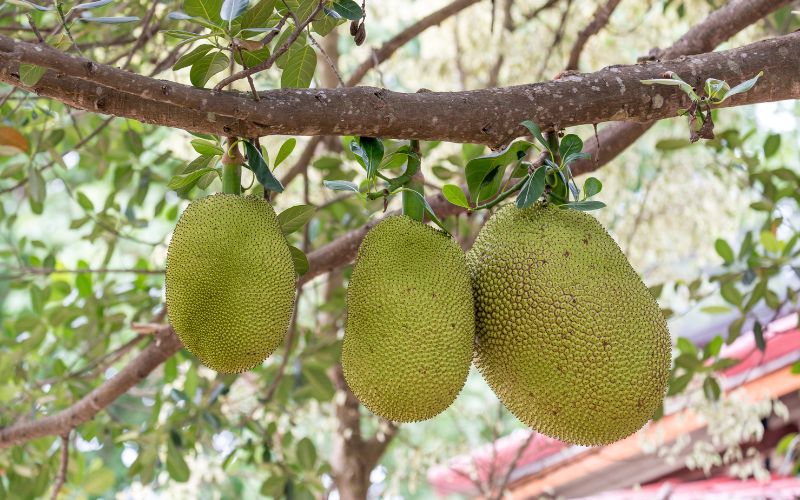 Nhánh mít Thái có nhiều trái đẹp như nhau thì chọn trái nào?