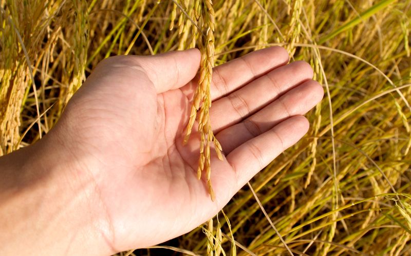 Giá lúa hôm nay 15/3