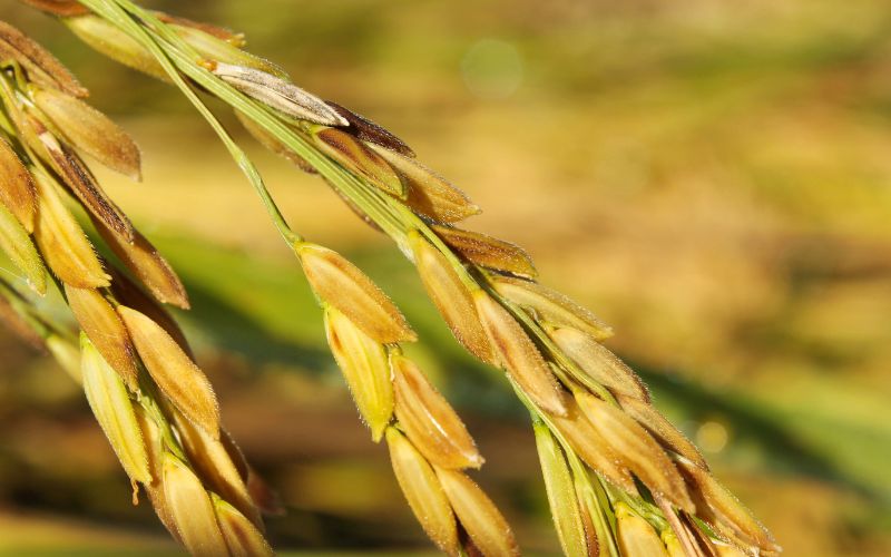 Giá lúa hôm nay 16/3