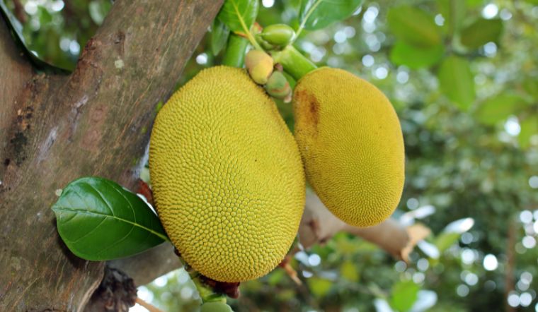 Giá mít Thái hôm nay 16/3/2024: Có vài biến động nhẹ