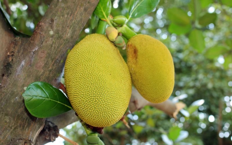 Giá mít Thái hôm nay 16/03