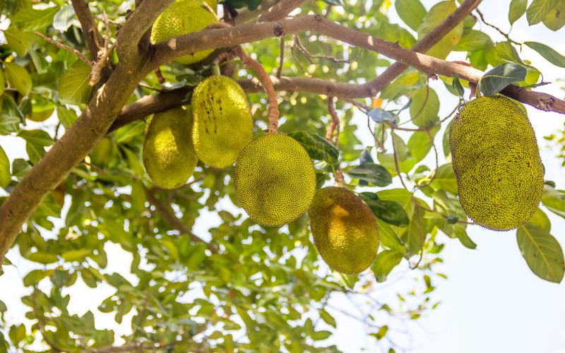 Cách khắc phục vườn mít Thái bị ngập nước