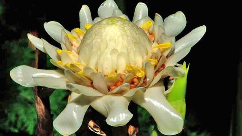 Hoa sen đa lộc trắng nhụy vàng