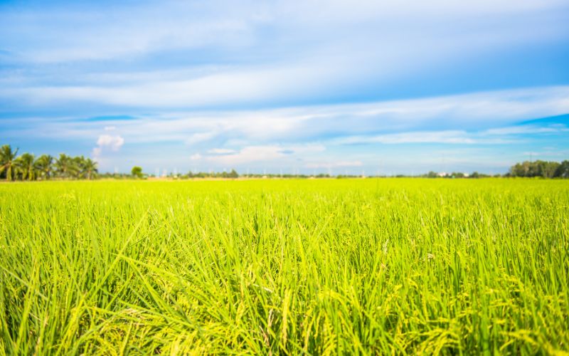 Giá lúa hôm nay 18/3