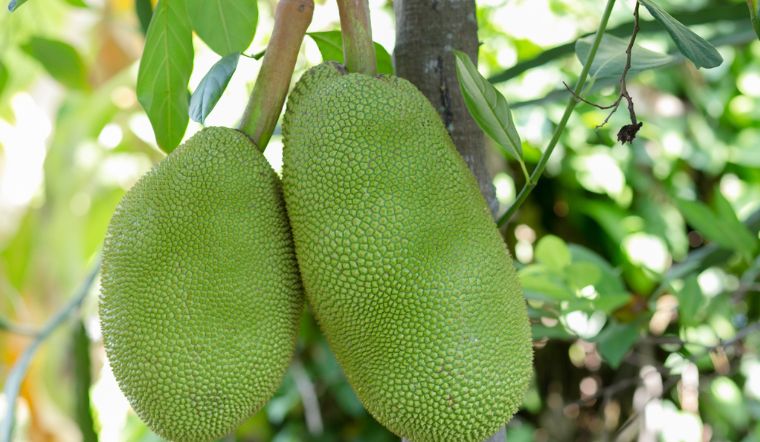 Giá mít Thái hôm nay 18/3/2024: Giảm nhẹ