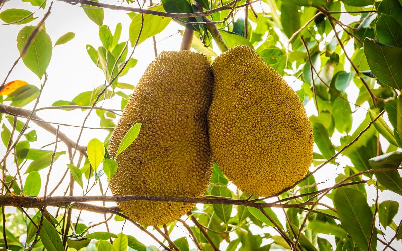 Giá mít Thái hôm nay 18/03