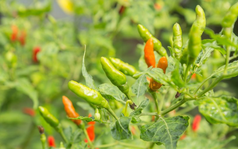 Giá ớt hôm nay 18/03/2024