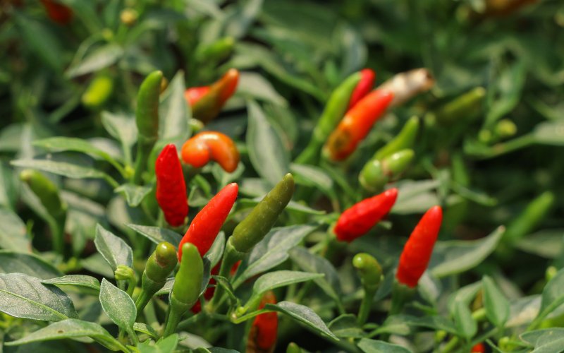 Giá ớt hôm nay 18/03/2024 cập nhật mới nhất