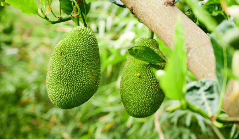 Giá mít Thái hôm nay 19/3/2024: Giá giảm mạnh