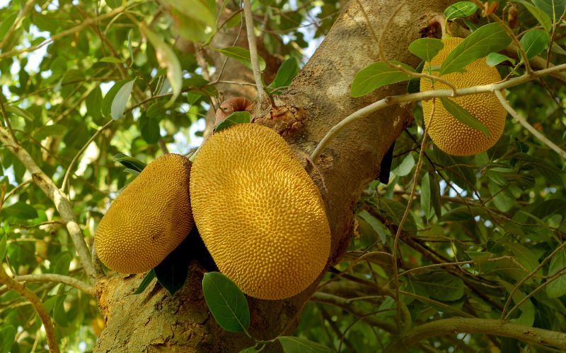 Đặc điểm nhận dạng trái mít Thái dễ bị lép, xơ đen