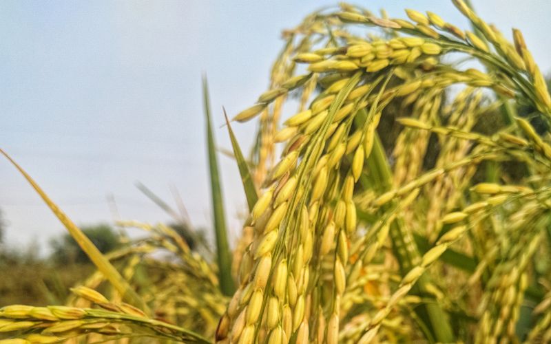 Giá lúa hôm nay 20/3