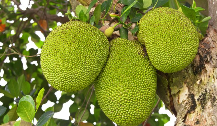 Giá mít Thái hôm nay 20/3/2024: Không thay đổi