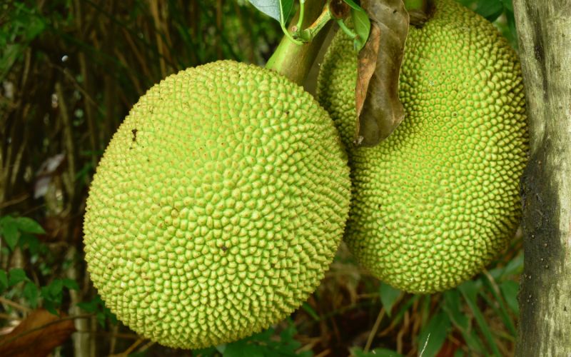 Giá mít Thái hôm nay 20/03