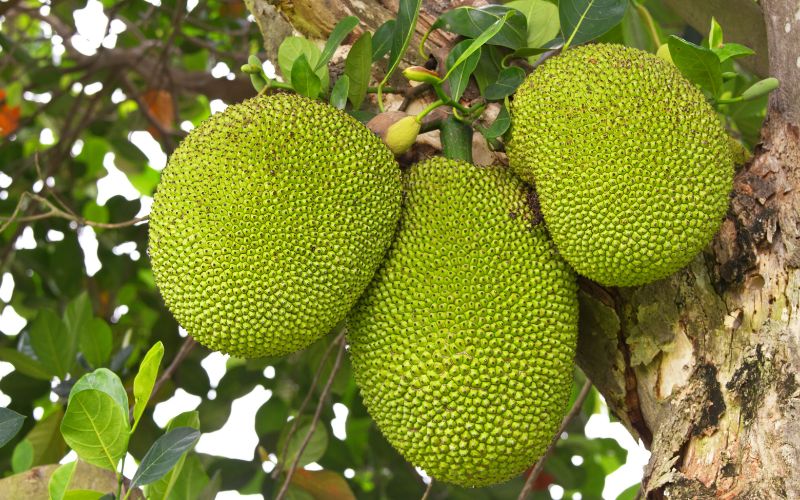 Khi nào dừng bón phân ở giai đoạn cây mít nuôi trái?