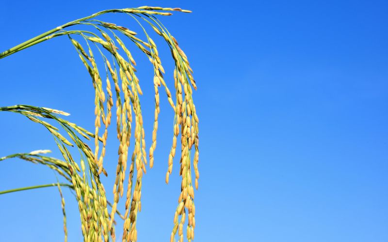 Giá lúa hôm nay 21/3