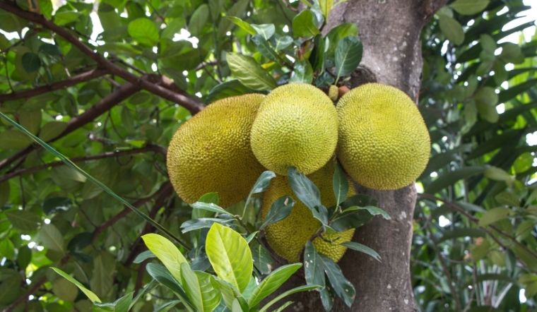 Giá mít Thái hôm nay 21/3/2024: Biến động nhẹ