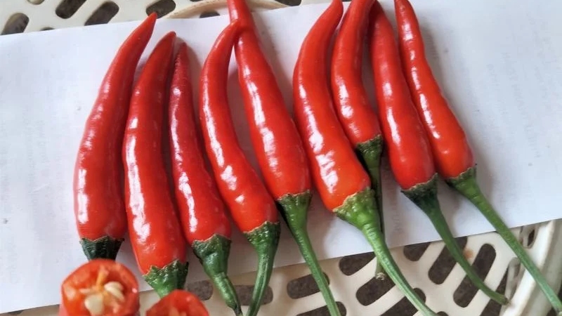 Giá ớt hôm nay 22/03/2024 mới nhất