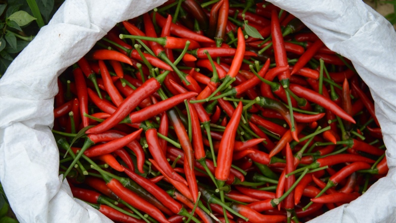 Giá ớt hôm nay 22/03/2024 cập nhật mới nhất