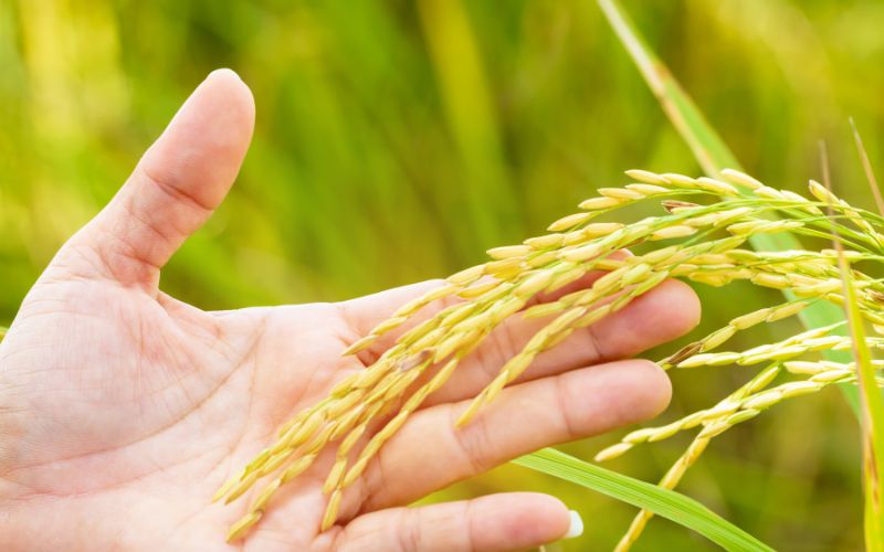 Giá lúa hôm nay 22/3