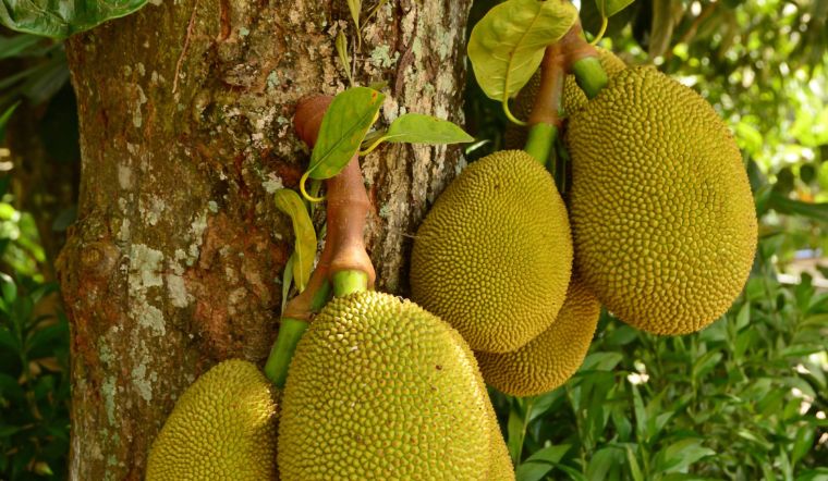 Giá mít Thái hôm nay 23/3/2024: Không có thay đổi nào