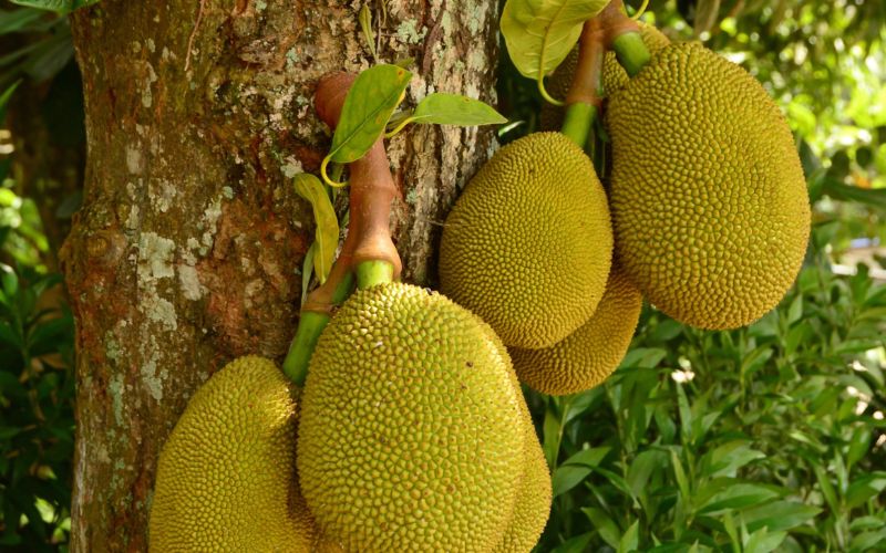 Rải vôi vườn mít Thái có tác dụng gì?