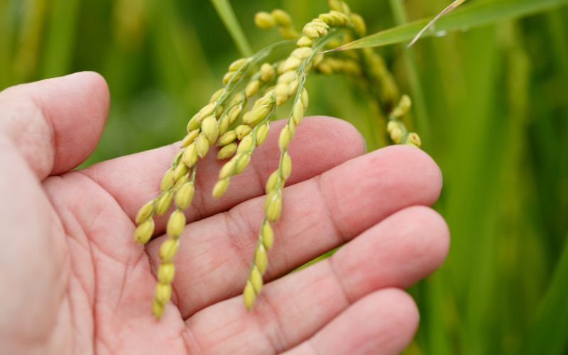 Giá lúa hôm nay 25/3