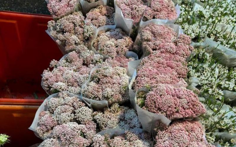 Hoa gạo sữa – Những bó hoa mang vẻ đẹp tinh khôi cùng hương thơm tinh tế