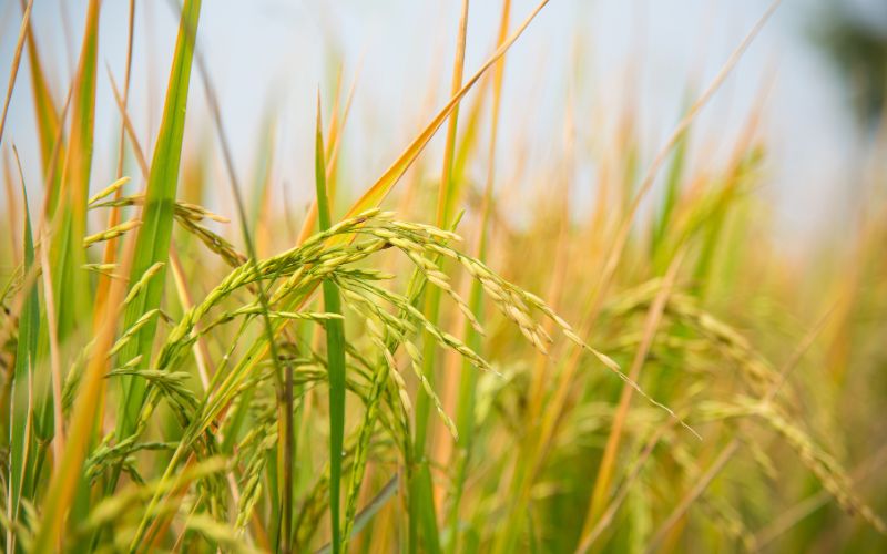 Giá lúa hôm nay 26/3